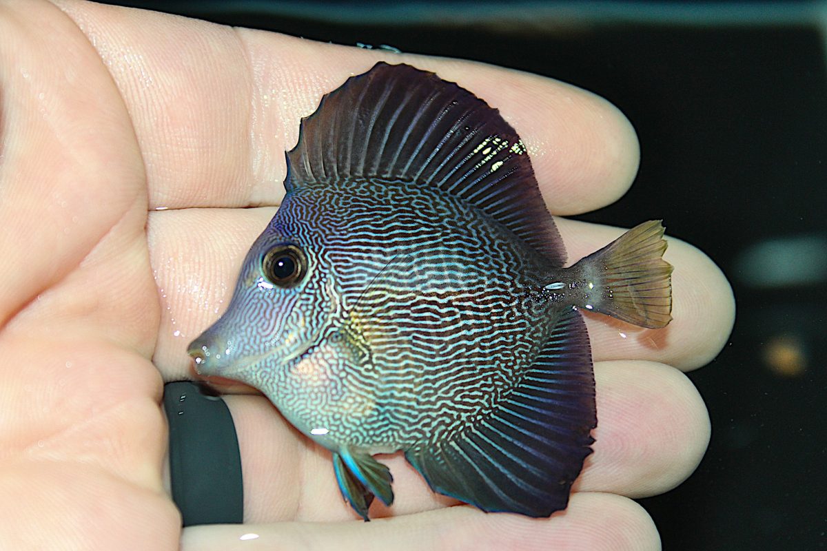 Hybrid Tang : Một dòng Tang Đột biến mới ! 6 surge marine life hybrid tang 5