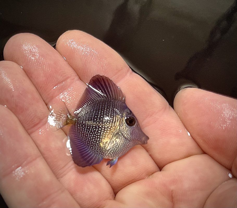 Hybrid Tang : Một dòng Tang Đột biến mới ! 5 surge marine life hybrid tang 6