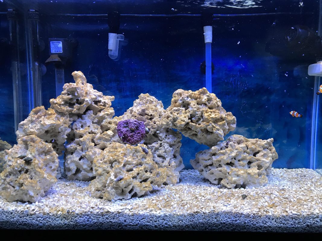 Tảo nâu là gì ? Làm thế nào để ngăn chặn và loại bỏ tảo cát một cách hiệu quả trong bể của bạn ?? 2 Diatom thường được gọi là "tảo cát" hoặc "tảo nâu", là một loại tảo đơn bào gồm nhiều loại có thành tế bào được làm từ Silicat. Chúng là loại tảo quang hợp sử dụng ánh sáng để tự sản xuất thức ăn cũng giống như nhiều loại tảo khác. Các lục lạp màu nâu vàng, nơi diễn ra quá trình quang hợp của chúng, là thứ mang lại cho chúng màu nâu vàng đặc trưng. Tảo cát được tìm thấy trong đại dương, hồ, sông, ao thậm chí cả các vũng bùn ẩm. Nói cách khác chúng có thể được tìm thấy ở bất cứ môi trường nào có nước.