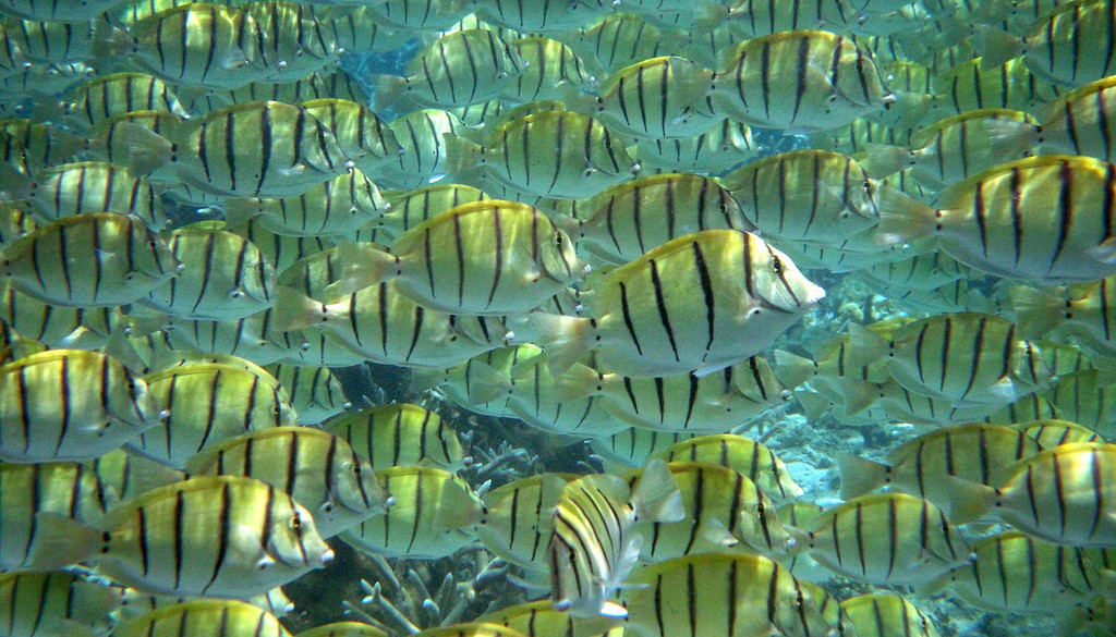 Tảo nâu là gì ? Làm thế nào để ngăn chặn và loại bỏ tảo cát một cách hiệu quả trong bể của bạn ?? 5 image 3