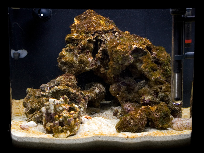 Tảo nâu là gì ? Làm thế nào để ngăn chặn và loại bỏ tảo cát một cách hiệu quả trong bể của bạn ?? 3 image